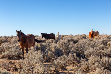 Beautiful group of Wild Horses in the desert of New Mexico, United States of America.