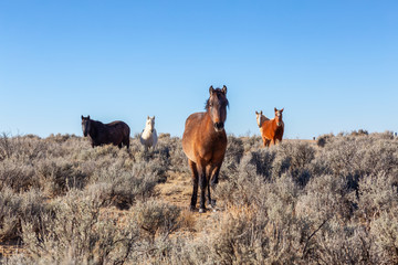 Beautiful group of Wild Horses in the desert of New Mexico, United States of America.