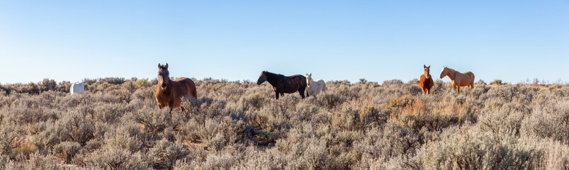 Beautiful panoramic view of a group of Wild Horses in the desert of New Mexico, United States of America.