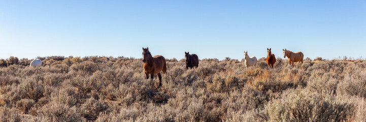 Beautiful panoramic view of a group of Wild Horses in the desert of New Mexico, United States of America.