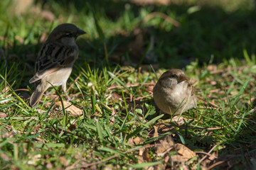 Hembras de gorrión común buscando semillas