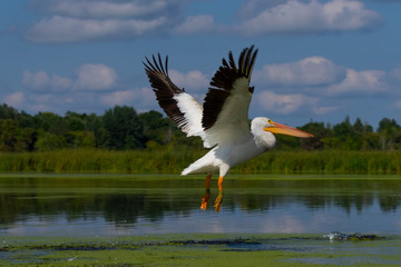 Fototapeta na wymiar White american pelican (Pelecanus erythrorhynchos) in flight.Large american migration bird