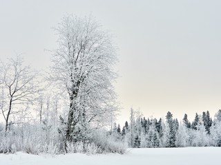 Obraz na płótnie Canvas Frost covered tree