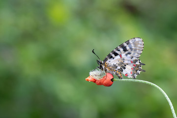  Papilionidae / Orman Fistosu / / Zerynthia cerisyi