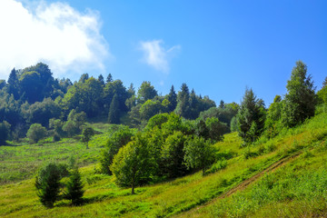Fototapeta na wymiar Green Hillside and Trees in Sunny Weather