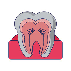 Tooth with nervous in gum
