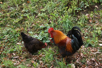 Hahn und Huhn