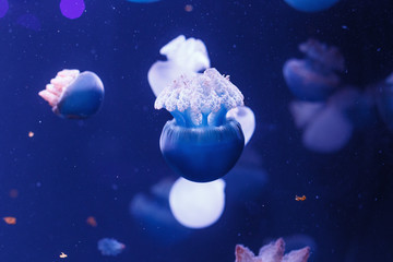 Obraz na płótnie Canvas jellyfish world