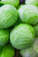 Fresh cabbage green