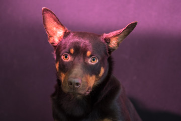 Australian Kelpie portrait on blue and purple background