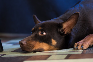 Australian Kelpie portrait on blue and purple background