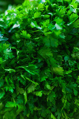 Green parsley background