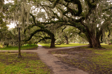 Path in a park surrounded by beautiful trees during a foggy morning. Taken in City Park, New...