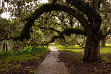 Path in a park surrounded by beautiful trees during a foggy morning. Taken in City Park, New Orleans, Louisiana, United States.