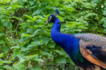 Obraz premium Pavo (genus), Green peafowl. A beautiful peacock looks down on the photographer. Peacock's head and torso close-up. Beautiful feathers, bright colors, All colors of the rainbow! Green background. 