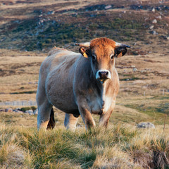Close up portrait of an Aubrac cow in Cantal