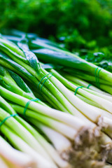 Fototapeta premium Bunch of green onions