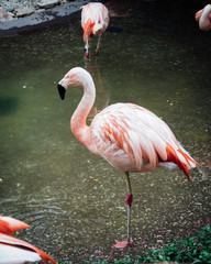 Flamingo in Zoo