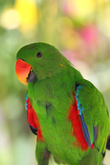 The eclectus parrot (Eclectus roratus), portait of the green male eclectus with color background.