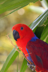 The eclectus parrot (Eclectus roratus), portait of the red female eclectus with color background.