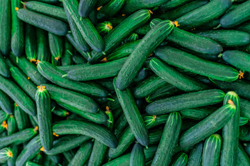 Cucumber background. Green cucumbers on shelf in supermarket. Organic eating. Agriculture retailer.