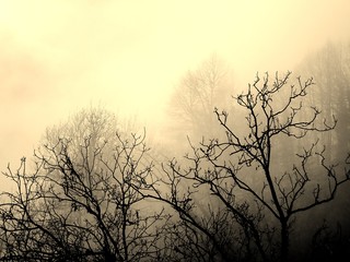 Sepia of a Group of Trees with Leafless Branches and Fog in the Rural Village of Loco in the Osernone Valley, Ticino, Switzerland in Autumn