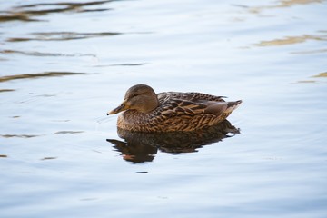 Duck Floating on the Pond