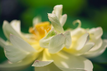 blooming sacred lotus flower. 