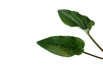 Spotted leaves African hosta or Leopard plant (Drimiopsis maculata) one of the most popular bulb plants from South Africa, lush foliage isolated on white background with clipping path.