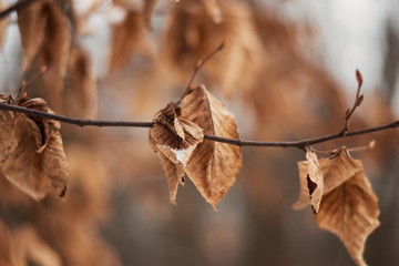 Autumn dried orange leaves covered with frost and snow on blurred background in first winter days. Beauty of nature in warm colors. Hello winter! Goodbye autumn.