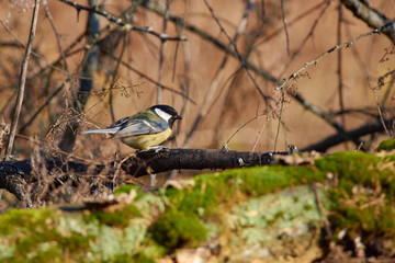 Great tit sits on a branch in a forest park in late autumn (in its natural habitat).