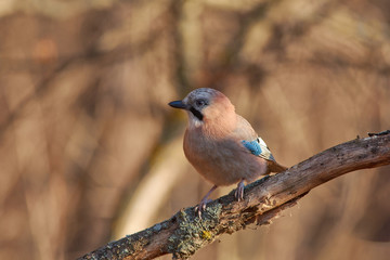 Eurasian jay sits on a dry oak branch covered with lichen in the forest park in late autumn.