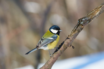 Great tit (Parus major) sits on a branch in the spring forest park.