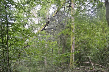 Puszcza białwoieska, pierwotny las, Polska