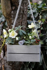 Helleborus niger in Weiß in Holzkiste hängend am Baum
