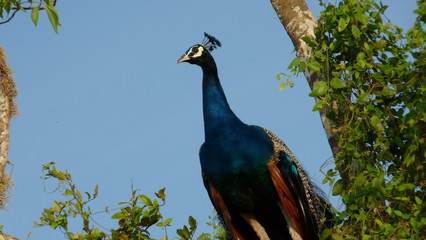 peacock