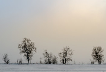 winter landscape snow on the ground and trees without leaves in the fog