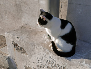 un gatto nero e bianco illuminato dal sole
