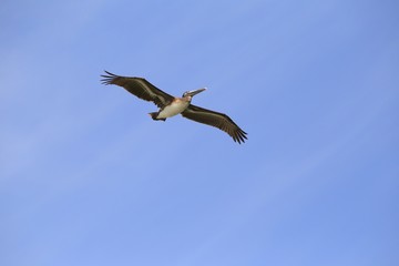 Flying pelican on a blue sky (Pelecanus occidentalis)