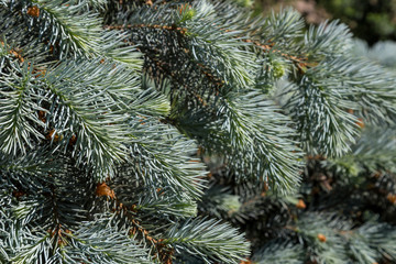 Naklejka na ściany i meble Close up of blue spruce branches