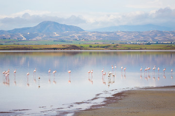 Salt Lake with flamingos Larnaca