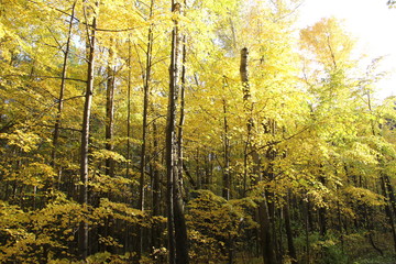 forest in autumn