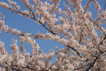 cherry blossom in spring