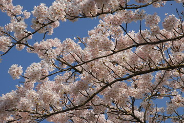 cherry tree in blossom
