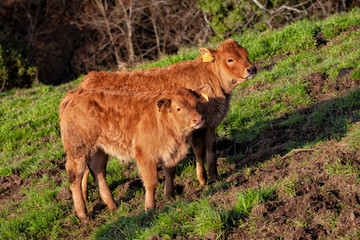 Two calves bred for meat production