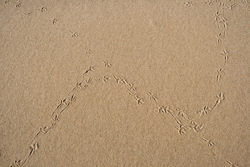 Ślady ptaków na piasku na plaży w Słowińskim Parku Narodowym.