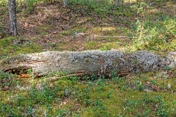 The pine trunk is covered with moss