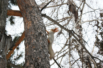 Squirrel on a pine branch