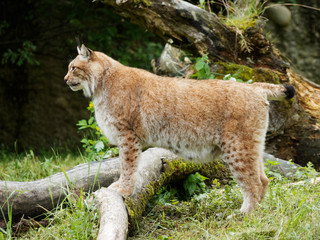 Lynx boréal ou lynx d'Eurasie (Lynx lynx) vivant dans les forêts boréales