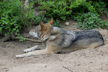 Wolf resting